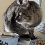 7 Essential Things Every Cat Owner Should Know About Feline Nutrition for Longevity