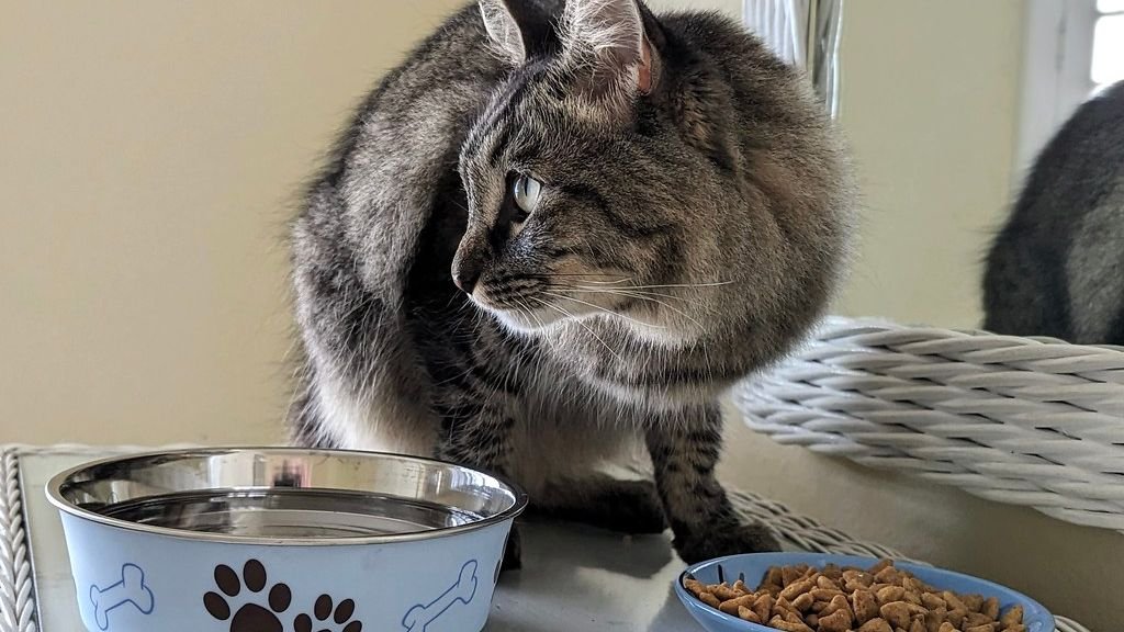 7 Essential Things Every Cat Owner Should Know About Feline Nutrition for Longevity