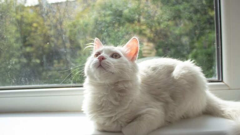 10 Subtle Signs Your Cat Is Completely Content and Thriving in Your Home