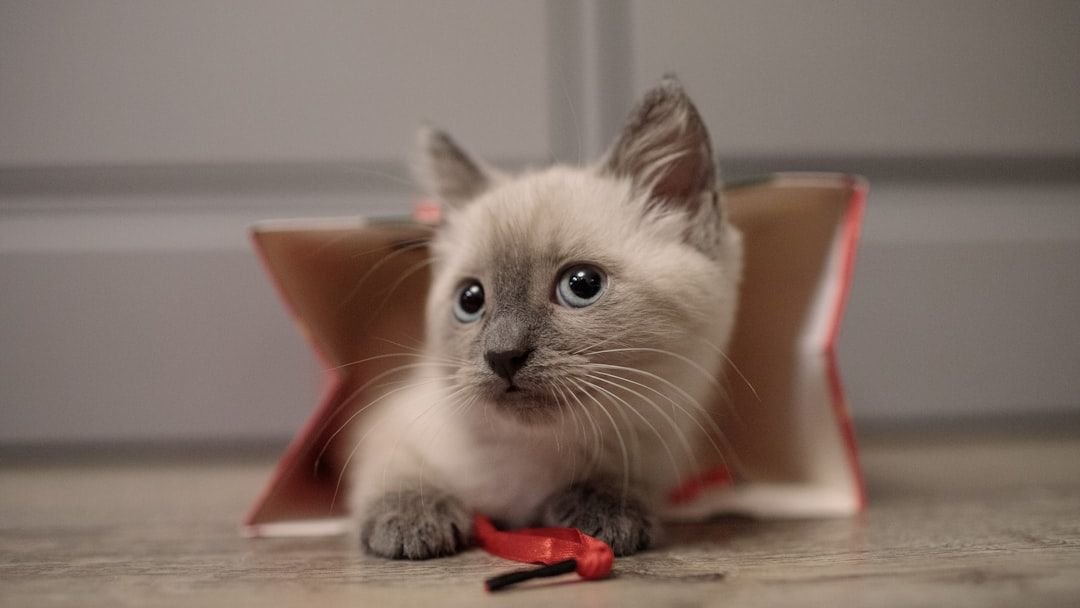 8 Adorable Habits That Prove Your Cat Thinks You're the Center of Their Universe