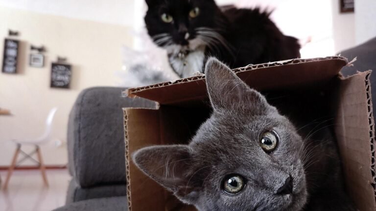 8 Everyday Household Items Your Cat Considers Their Personal Comfort Sanctuary