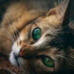 8 Ancient Instincts Your Domestic Cat Still Possesses (and Why They Matter)