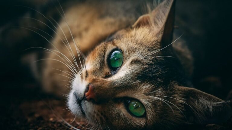 8 Ancient Instincts Your Domestic Cat Still Possesses (and Why They Matter)