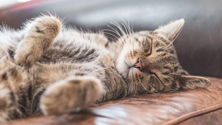10 Ways Your Cat's Sleeping Positions Reveal Their True Feelings About Safety and Trust