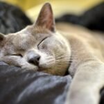 10 Breeds That Will Sleep On Your Head (And 10 That Prefer Their Own Bed)