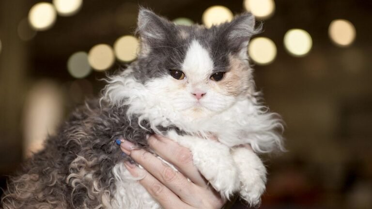 12 Cat Breeds That Demand Attention (And 12 That Are Quietly Devoted)
