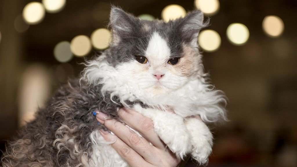 12 Cat Breeds That Demand Attention (And 12 That Are Quietly Devoted)