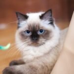 9 Cat Breeds That Never Leave Your Side (And 9 That Value Their Personal Space)