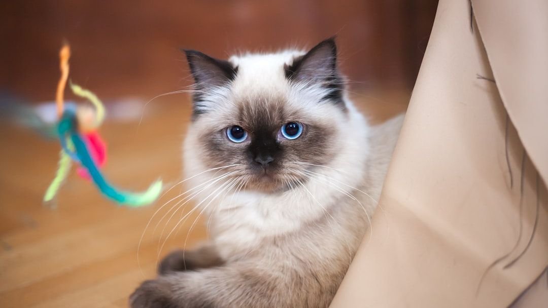 9 Cat Breeds That Never Leave Your Side (And 9 That Value Their Personal Space)
