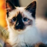 7 Cat Breeds Known for Their Unwavering Loyalty (And 7 Others More Fickle)