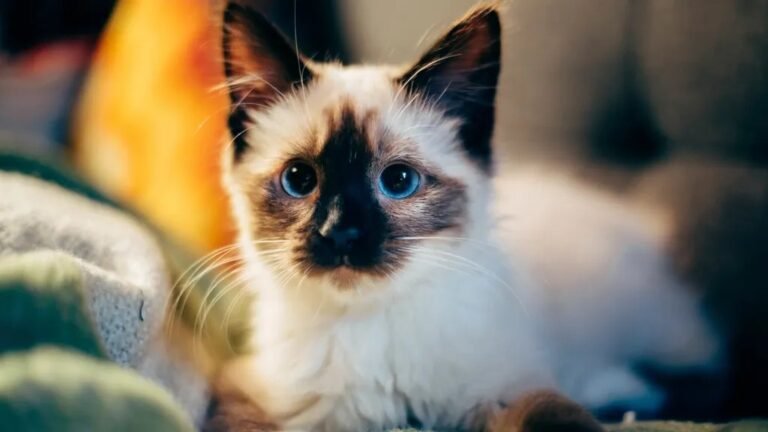 7 Cat Breeds Known for Their Unwavering Loyalty (And 7 Others More Fickle)