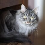 10 Cat Breeds That Love to Talk (And 10 That Prefer Silent Communication)