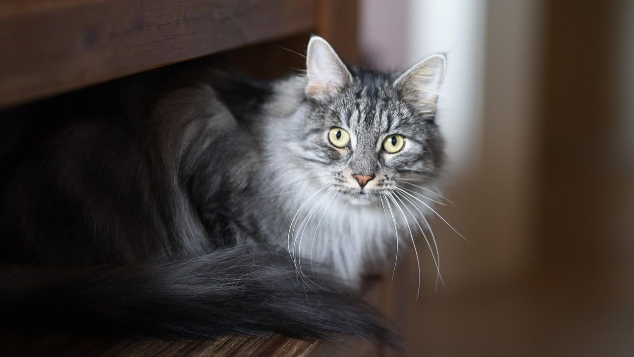 10 Cat Breeds That Love to Talk (And 10 That Prefer Silent Communication)
