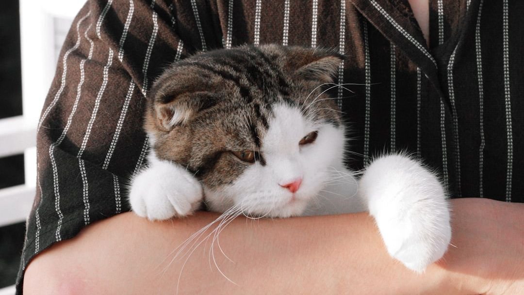 7 Cat Breeds That Are Natural Therapists (And 7 That Offer More Reserved Comfort)