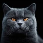 10 Cat Breeds That Will Greet You at the Door (And 10 That Acknowledge You from Afar)