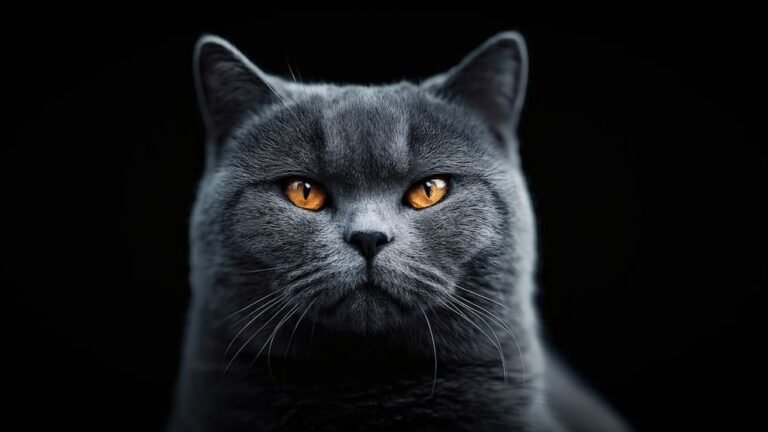 10 Cat Breeds That Will Greet You at the Door (And 10 That Acknowledge You from Afar)