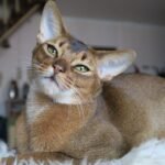 9 Breeds That Mimic Your Moods (And 9 That Remain Stoically Independent)