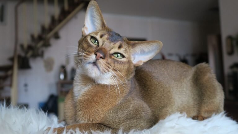 9 Breeds That Mimic Your Moods (And 9 That Remain Stoically Independent)