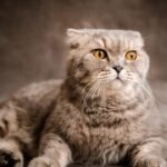 7 Cat Breeds That Are Your Shadow (And 7 That Guard From Afar)