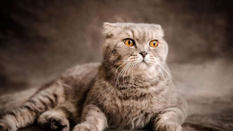 7 Cat Breeds That Are Your Shadow (And 7 That Guard From Afar)