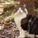 10 Cat Breeds That Demand Attention (And 10 That Offer Quiet Company)