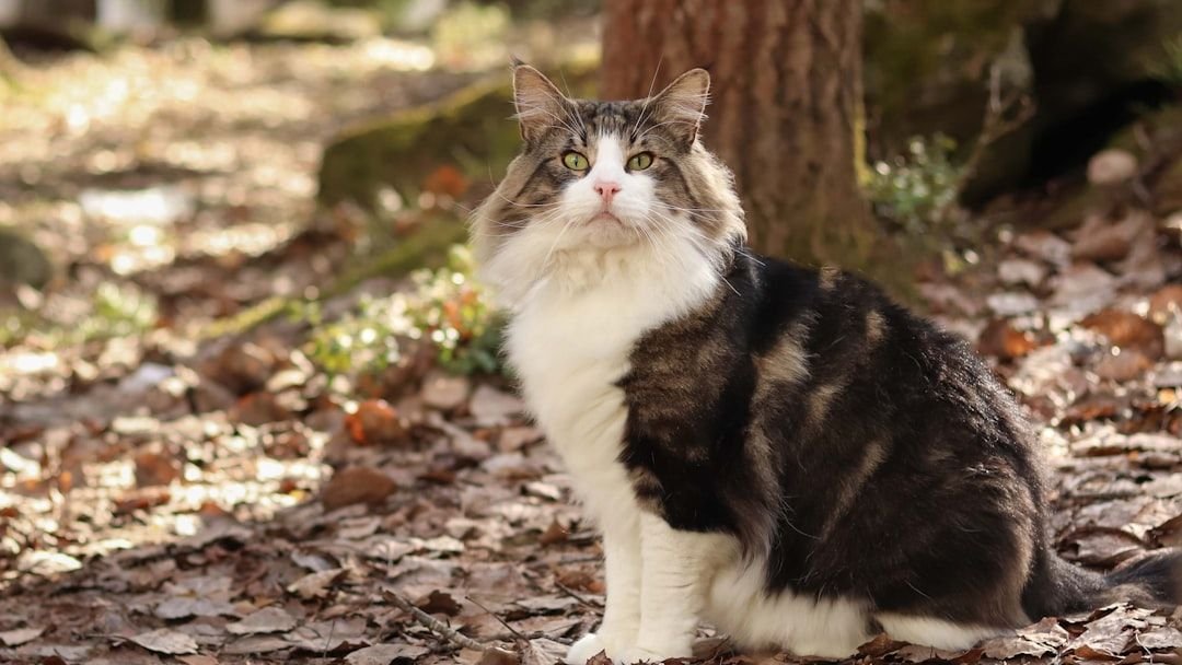 10 Cat Breeds That Demand Attention (And 10 That Offer Quiet Company)
