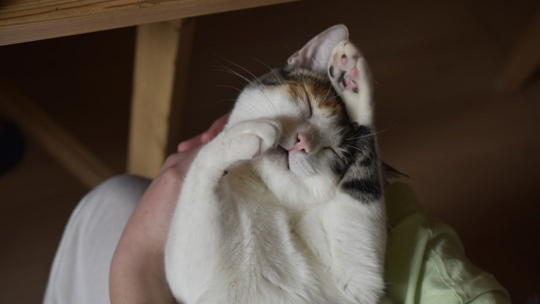 Your Cat's Purr Is More Than Contentment; It's a Healing Symphony