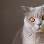 10 Subtle Signs Your Cat Is Secretly Protecting You From Invisible Threats