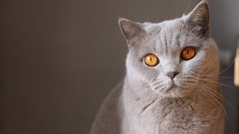 10 Subtle Signs Your Cat Is Secretly Protecting You From Invisible Threats