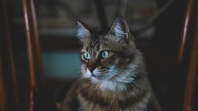 Do Cats Truly See Ghosts? Unraveling Their Mysterious Gazes Into Thin Air