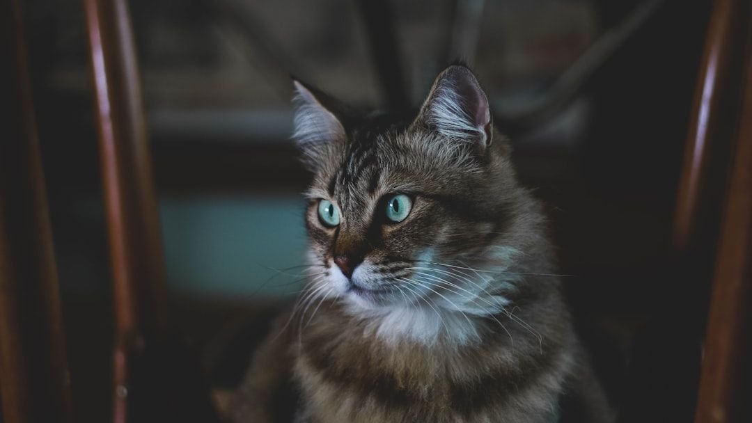 Do Cats Truly See Ghosts? Unraveling Their Mysterious Gazes Into Thin Air