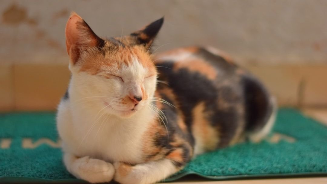 Cats Don't Just Sleep; They Meditate, Enhancing Their Mystical Connection to Home