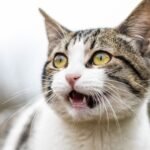 8 Common Human Habits That Actually Annoy Your Feline Friend