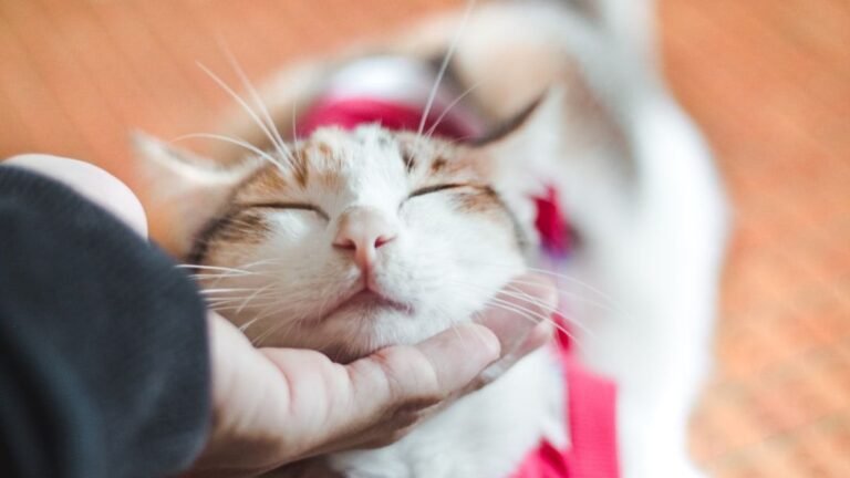 7 Surprising Reasons Why Your Cat Follows You From Room To Room