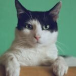 Are Cats Really Independent, or Just Expertly Playing Hard To Get?