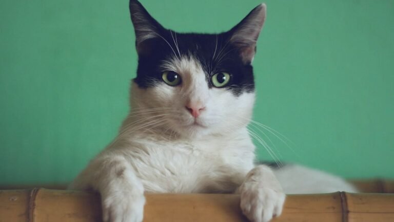 Are Cats Really Independent, or Just Expertly Playing Hard To Get?