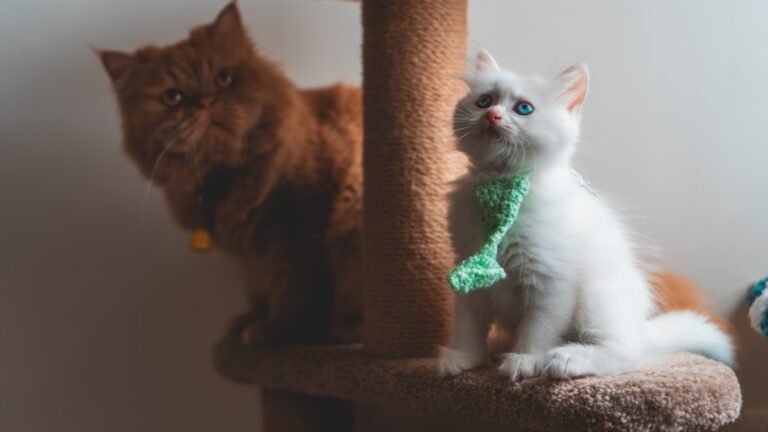 7 Ways Your Cat Secretly Judges Your Decorating Choices (and How to Impress Them)