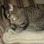 Why Do Cats Knead? Unpacking The Comforting Mystery of 'Making Biscuits'