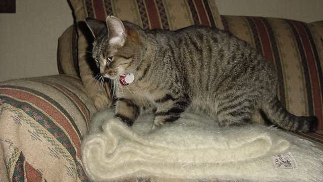 Why Do Cats Knead? Unpacking The Comforting Mystery of 'Making Biscuits'