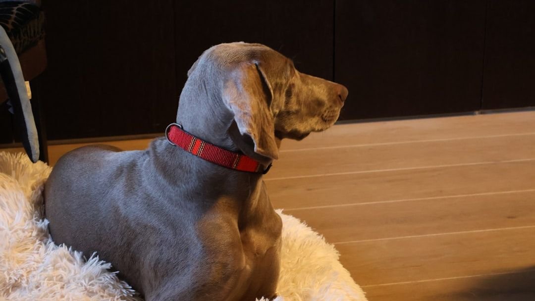 10 Dog Breeds To Avoid If You've Got Cats At Home