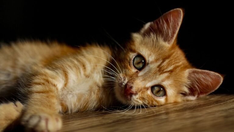 Cats Are Not Just Pets; They Are The Unsung Guardians of Your Well-being
