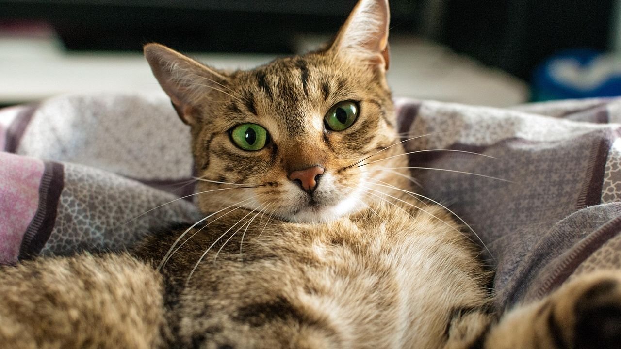 12 Common Myths About Cat Behavior That Are Completely Untrue