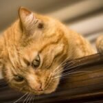 How Can You Tell If Your Cat Is Truly Happy, Beyond The Purrs And Head Nudges?