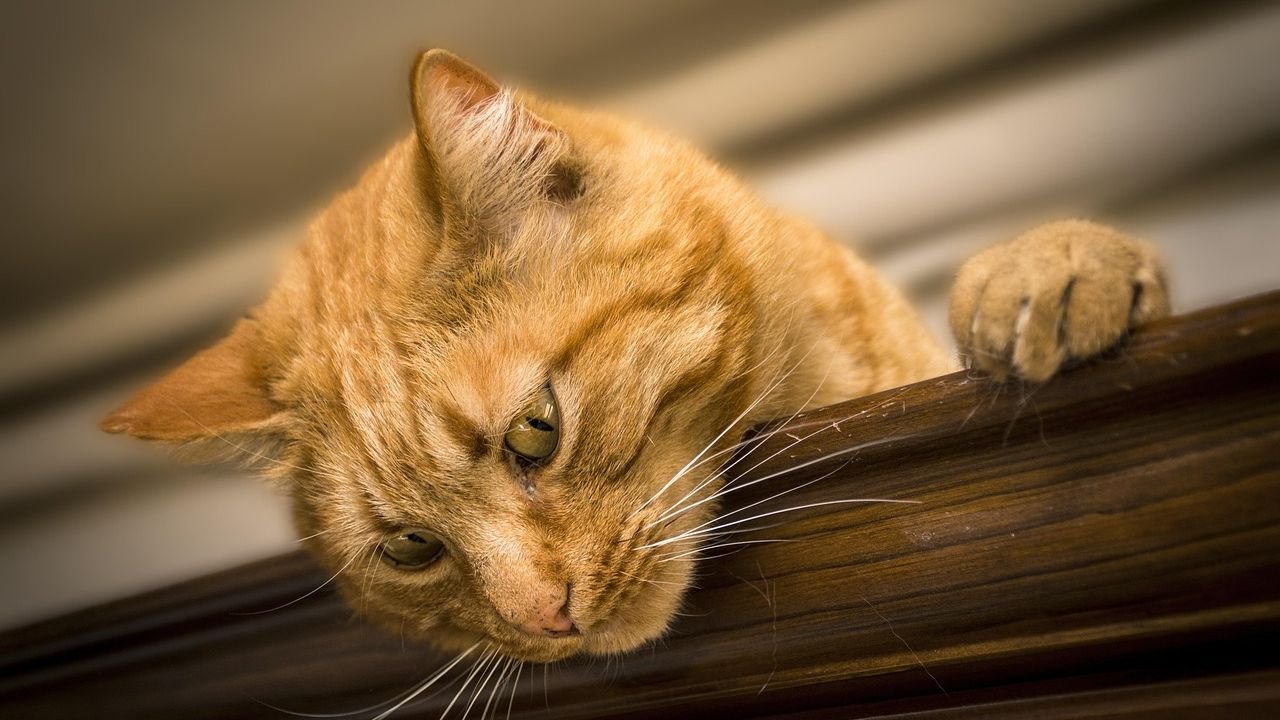 How Can You Tell If Your Cat Is Truly Happy, Beyond The Purrs And Head Nudges?