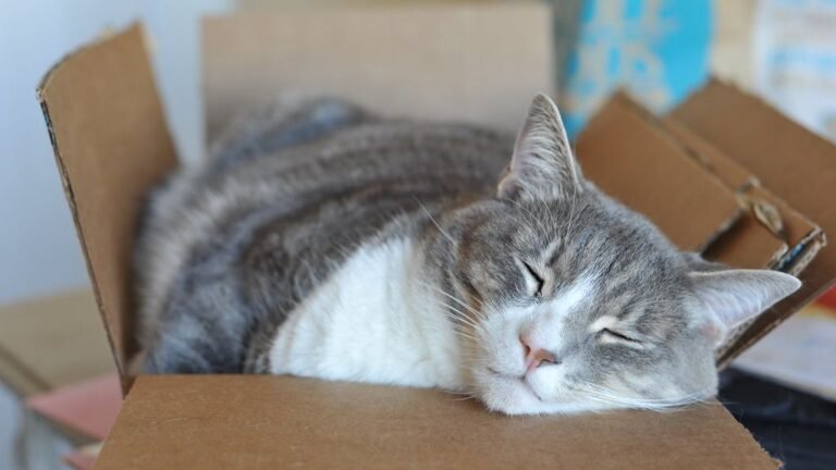 Your Cat's Favorite Napping Spot Reveals More About Them Than You Think