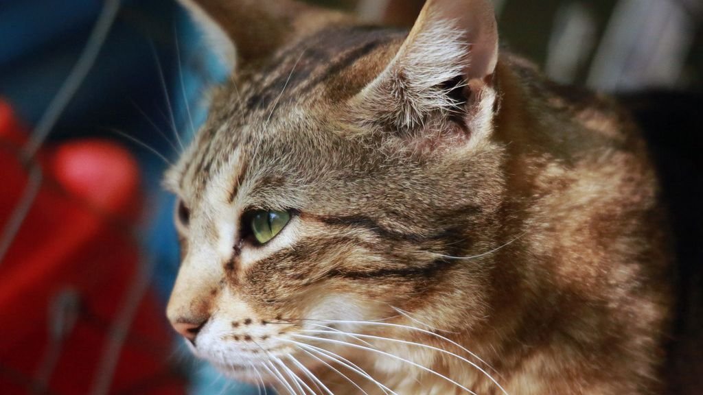 10 Common Cat Behaviors That Mean Something Entirely Different Than You Think