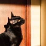 8 Unsung Heroes of the Feline World: Breeds That Guard Your Home with Quiet Grace