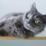 The Silent Language of Cats: 7 Ways They Communicate Without a Single Meow