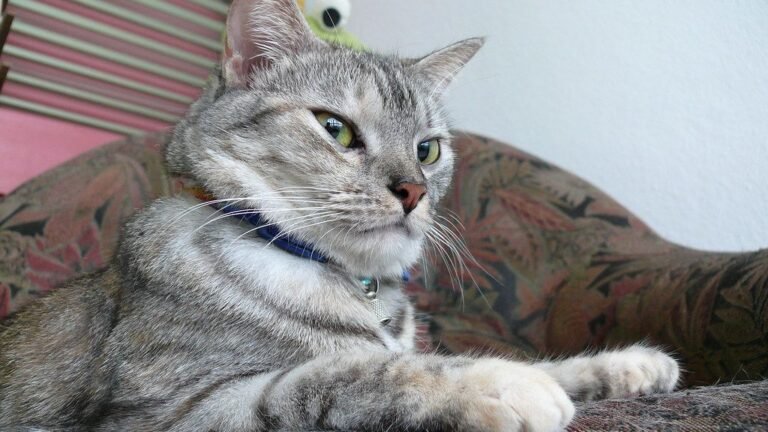 12 Surprising Things Your Cat Secretly Judges You For (In a Loving Way, Of Course)
