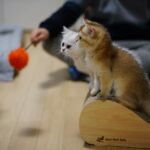 Pawsitive Reinforcement: 8 Common Training Mistakes to Avoid with Your Feline Friend